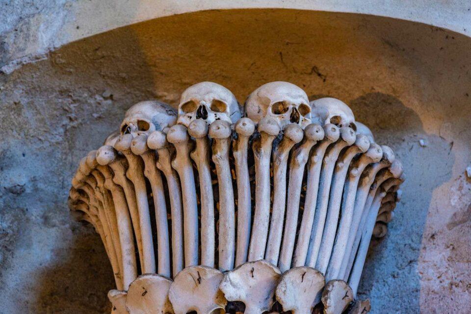 Una historia en los huesos: las pandemias en el camino del hombre