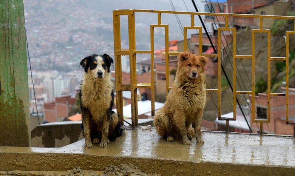 Campaña lanzada por la Alcaldía multará a ciudadanos que abandonen a sus mascotas debido al intenso frío