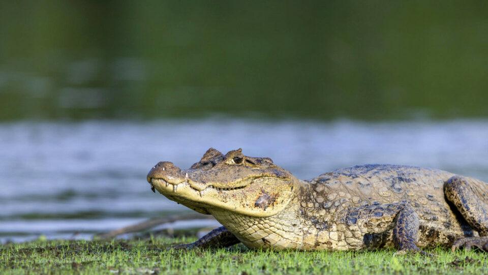 Cocodrilo "de paseo" por una carretera de la India sorprende a transeúntes