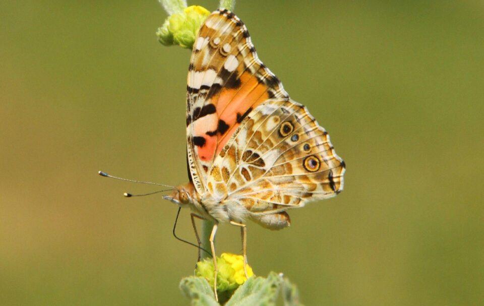 ¿Cómo este grupo de mariposas logró cruzar el Atlántico en siete días?