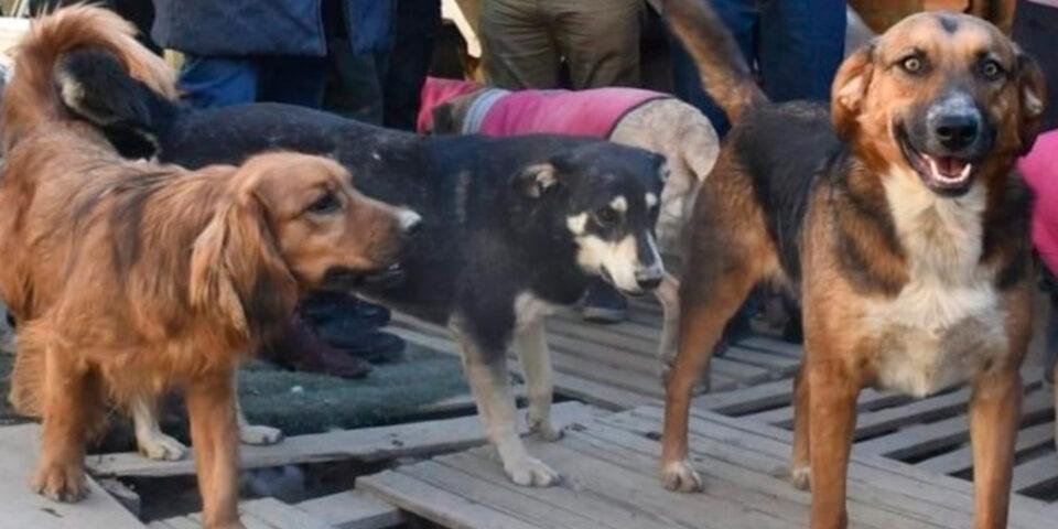 Registran 1.350 casos de mordedura de canes en Oruro