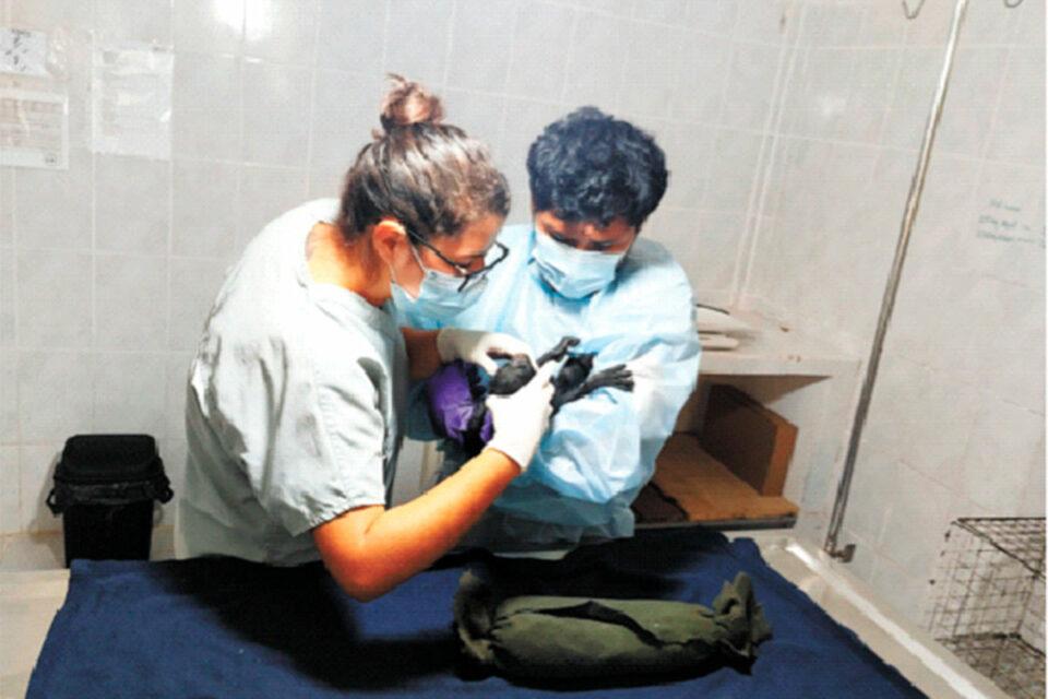 Tras el biocidio de monos araña dos monos bebés luchan por su vida