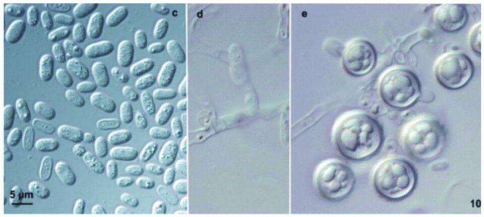 Los hongos patógenos están adaptándose a temperaturas más altas