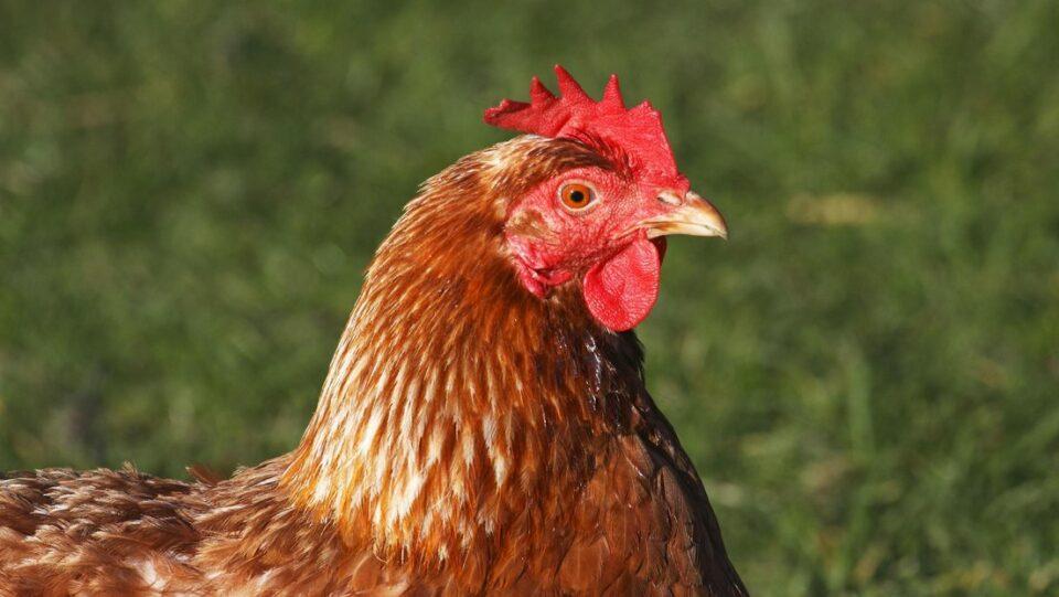 Muere un hombre en España tras decapitar a varias gallinas en un ritual