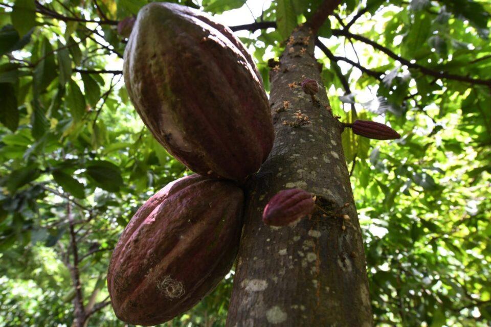 Tras Encuentro Empresarial Andino, el cacao boliviano será exportado a Chile