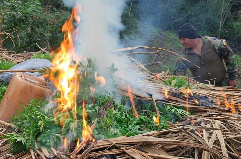 FELCN quema cinco plantaciones de marihuana en La Paz