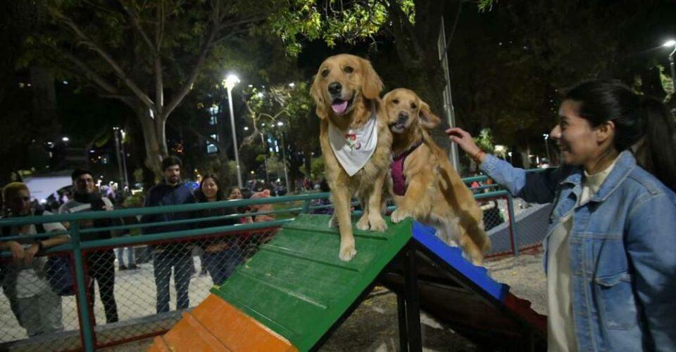 La Alcaldía manda al Concejo la ley sobre ‘tenencia responsable’ de mascotas