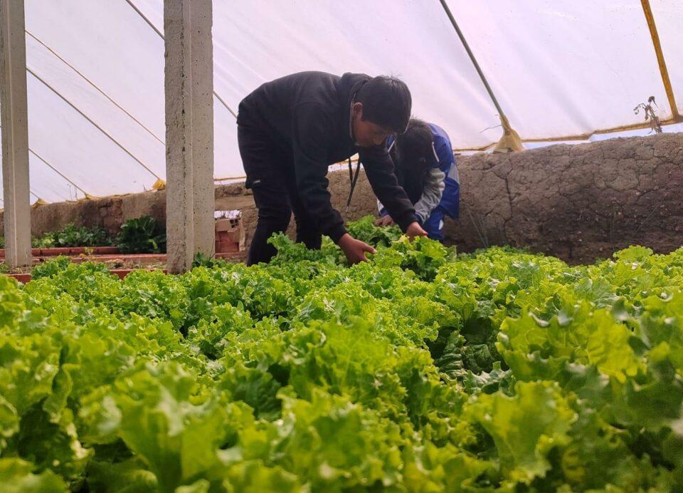 Los huertos urbanos aportan a la soberanía alimentaria familiar