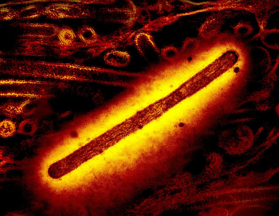 La propagación de la gripe aviar entre mamíferos alerta a la comunidad científica