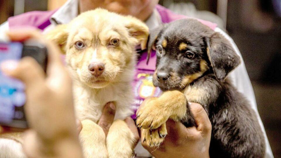 San Roque comenzará con una misa, concursos y una campaña de vacunación