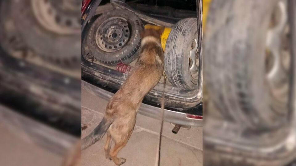 Can encuentra 10 kilos de clorhidrato de cocaína en Tarija