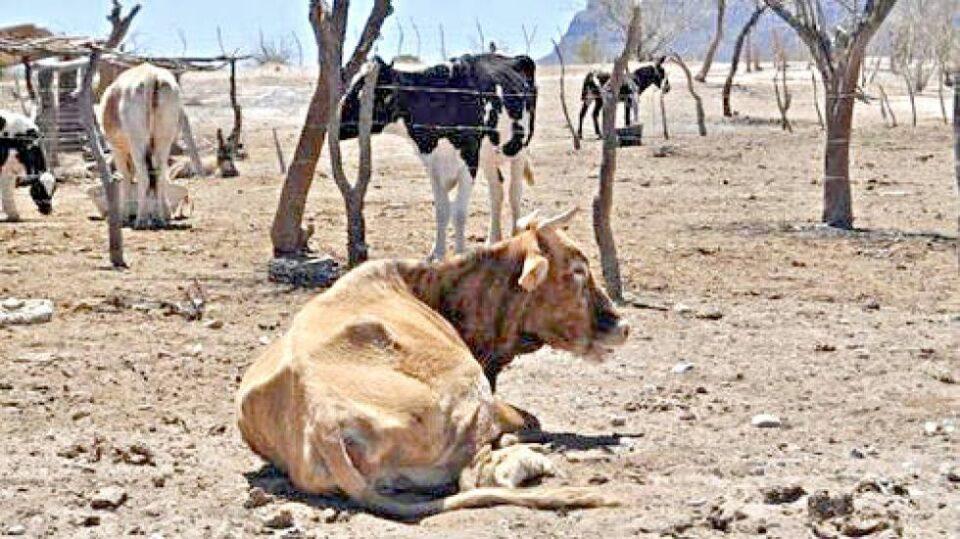 Sequía: 15 municipios en desastre en Chuquisaca