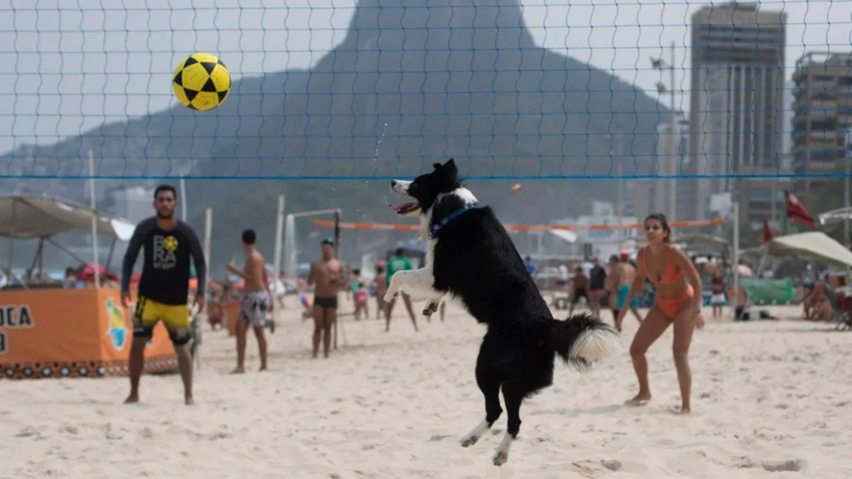 El perro viral con un gran talento para el voleibol