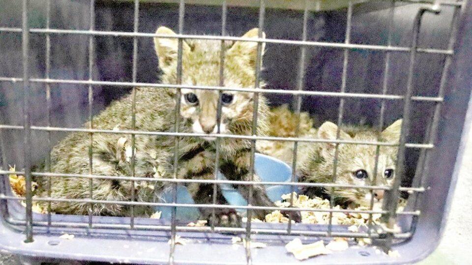 Animales silvestres lograron sobrevivir a los incendios forestales