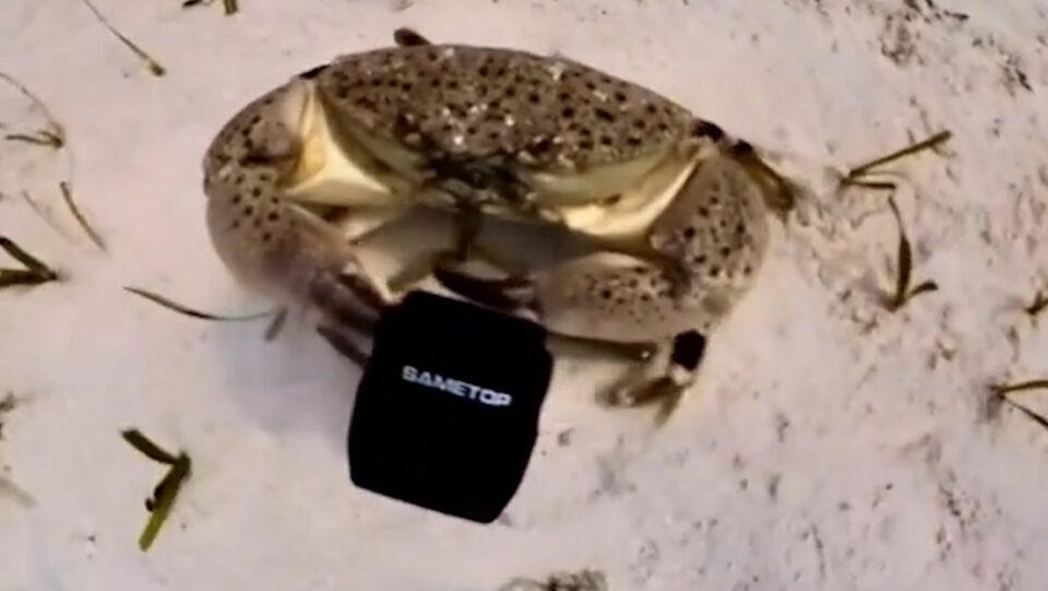 Un cangrejo le roba cámara a un buceador y se convierte en 'bloguero'