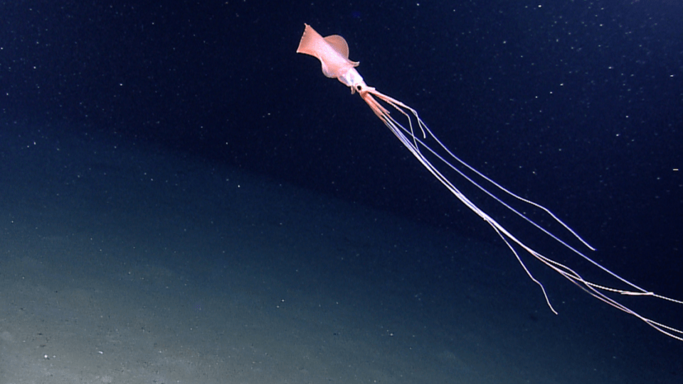 Científicos australianos filman calamar Magnapinna caminando sobre tentáculos gigantes