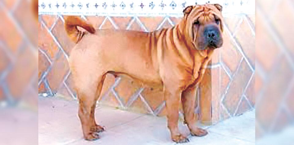 Propietaria de Pantuque recibe sentencia de prisión