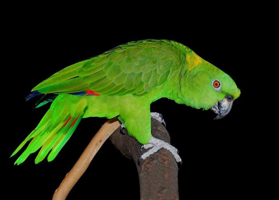 Loros de nuca amarilla en la Amazonía modifican sus llamadas en respuesta a cambios ambientales