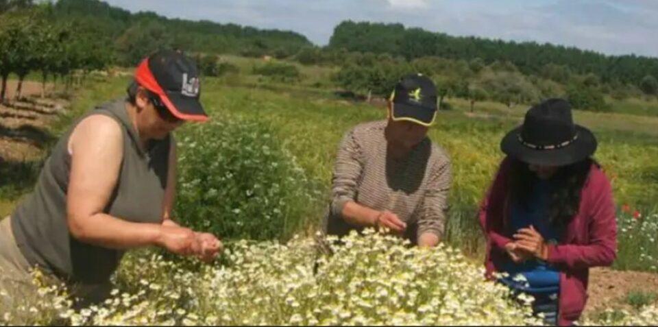 Planta Procesadora de Aceite de Manzanilla en Tarija será la primera de siete en operar bajo nueva política de industrialización