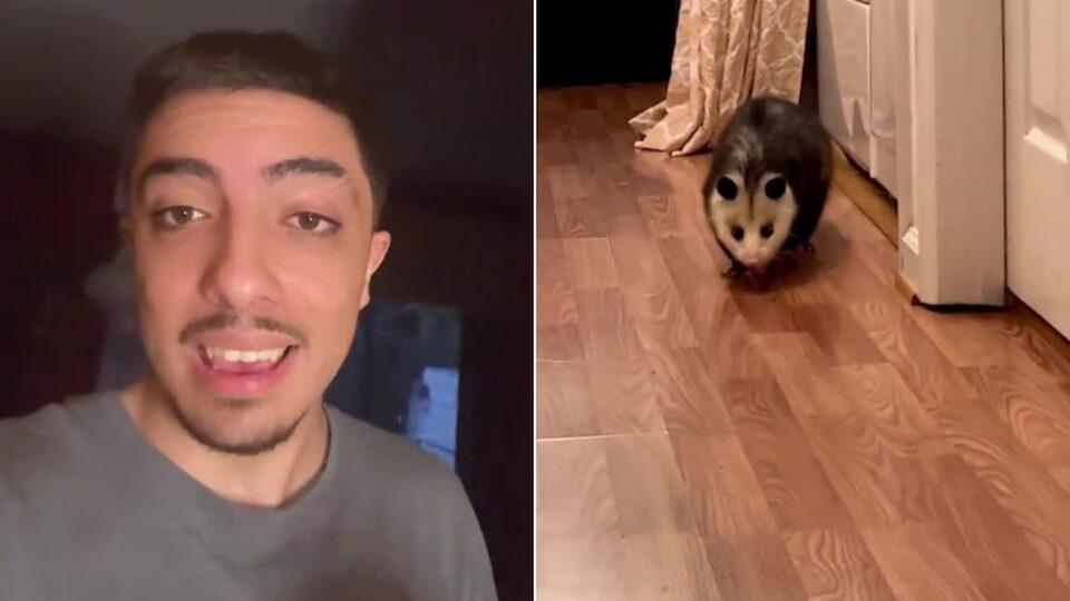 “Este bicho me va a matar”: se despertó y encontró un inesperado visitante en su casa