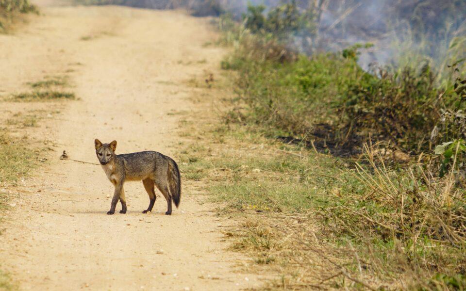 Incendios forestales amenazan la vida de los animales del centro de custodia Ambue Ari