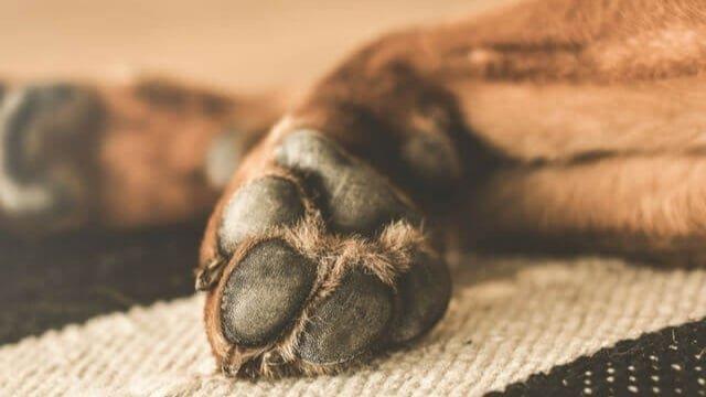 Pofoma y fiscalía examinarán denuncia de biocidio de siete perros en el albergue municipal Angelino