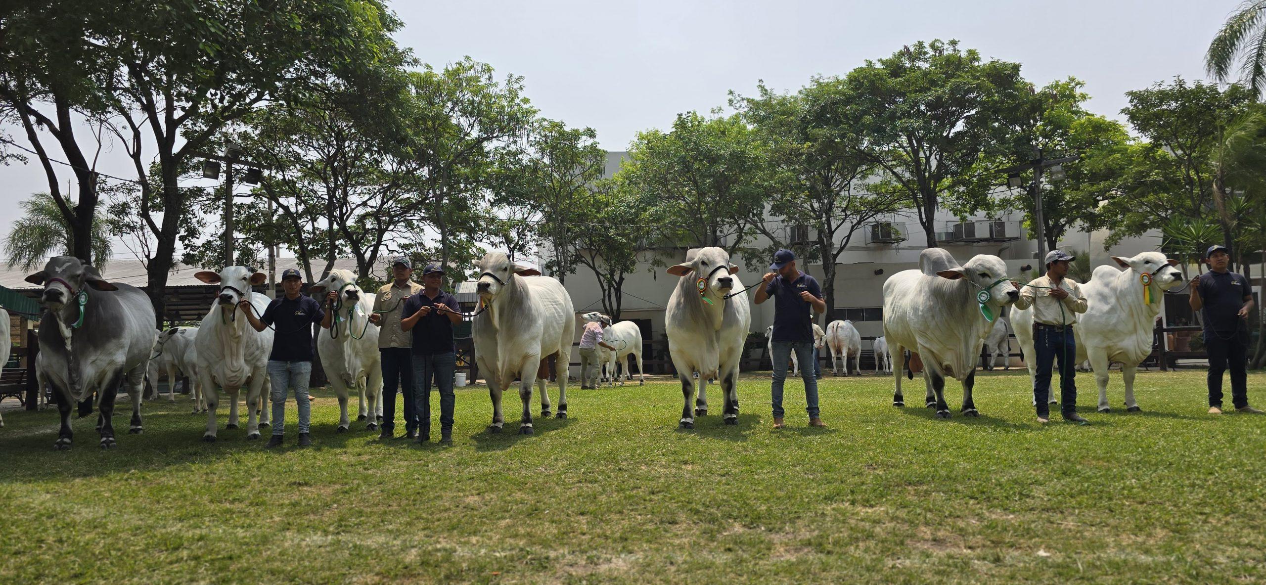 Expocruz 2024 Presentan campeones de razas cebuinas, destacando a