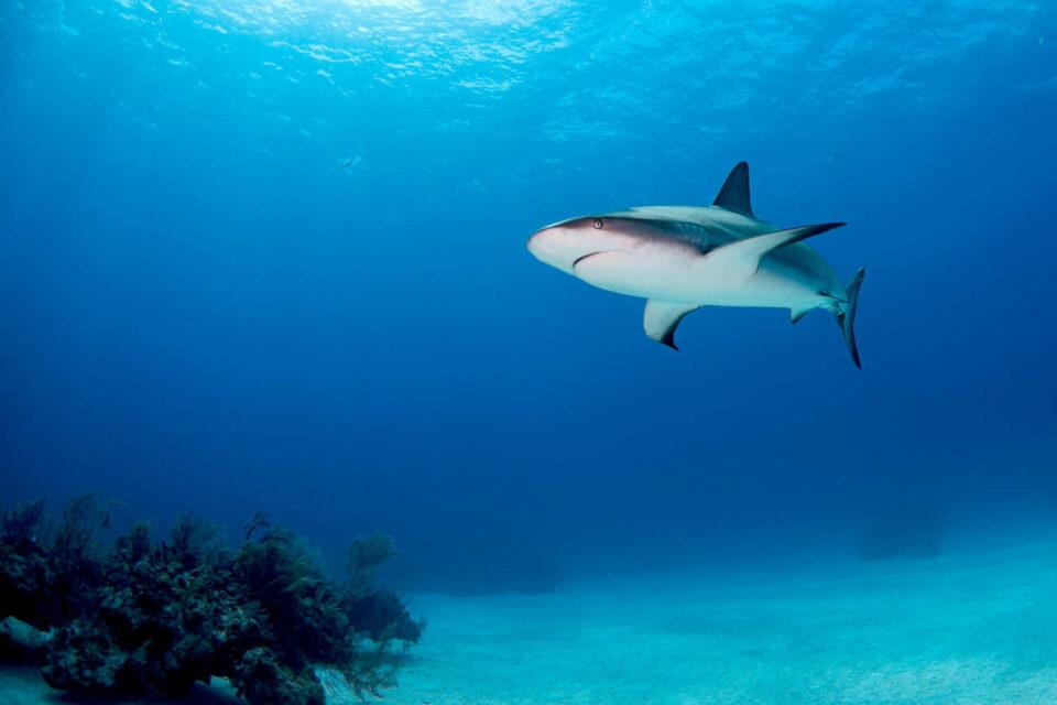 Lotka Volterra, las ecuaciones nacidas entre tiburones que ahora comparten biólogos y economistas