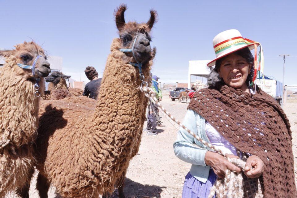 Perú destaca el legado cultural de Bolivia en la gestión de camélidos y saberes ancestrales