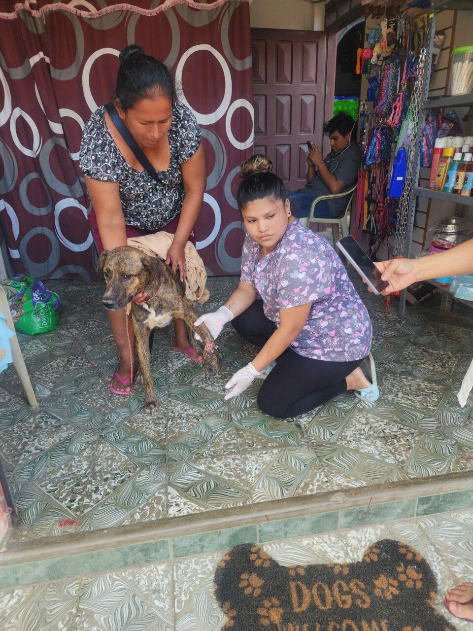 Un can fue cruelmente atacado a machetazos y perdió una pata