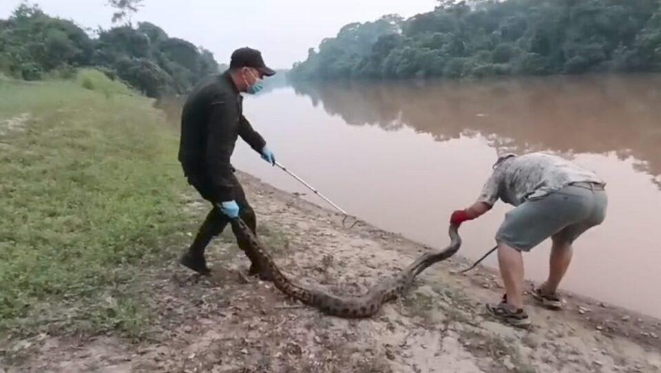 Animales rescatados de incendios forestales regresan a su hábitat en Trinidad, Beni