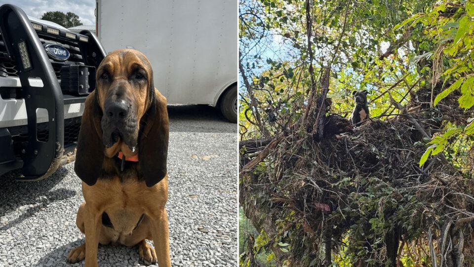 Una familia se vuelve a encontrar con su perro después de haber estado separados por un huracán