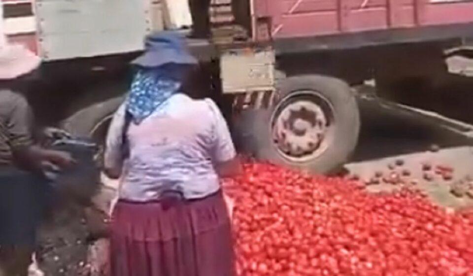 Productores de tomate desperdician su cosecha en Cochabamba