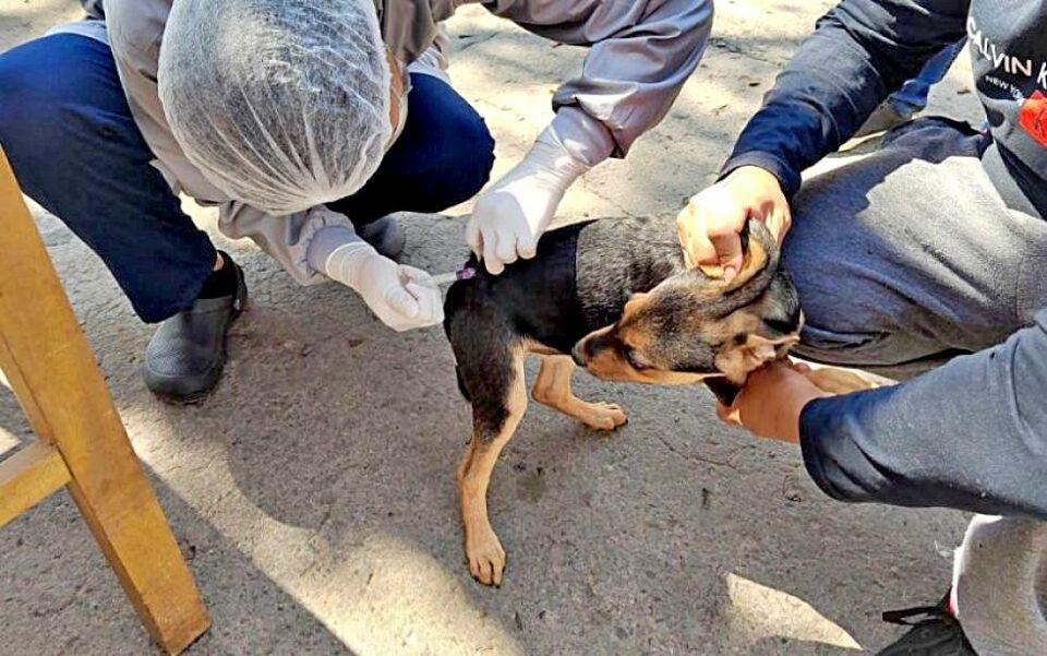 Los casos de rabia canina en Sucre alcanzan el 54% de la cifra récord de 2023, a solo un caso de igualar el total de 2022