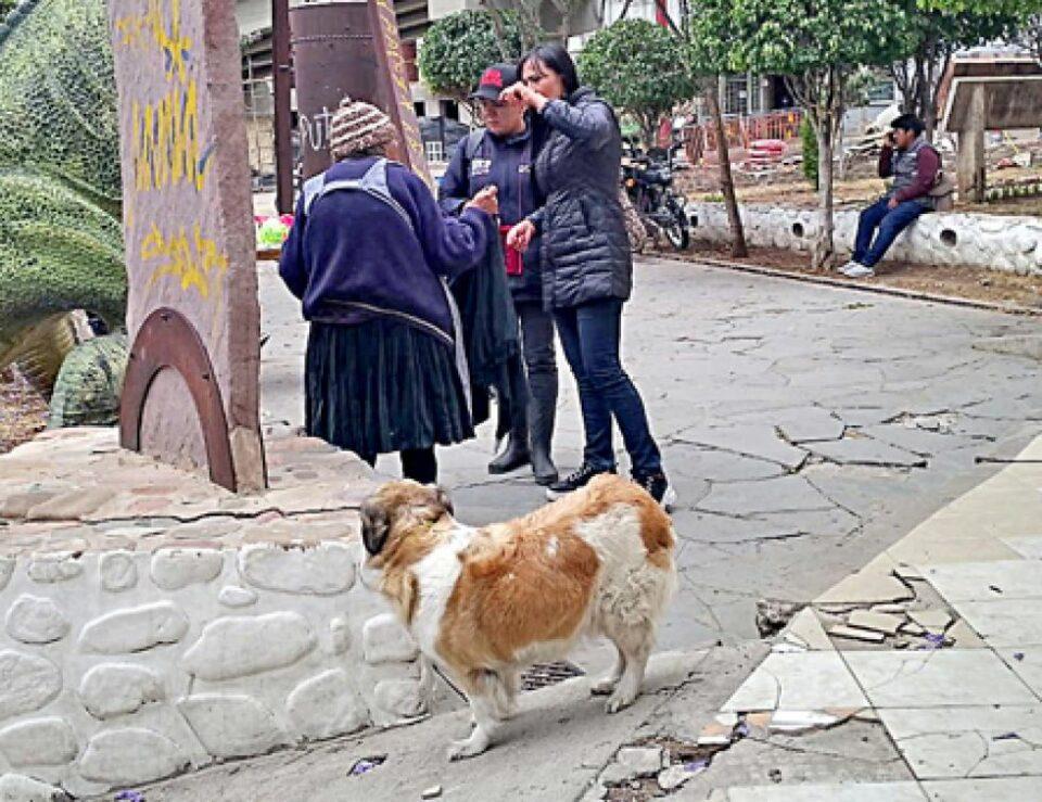 Sedes Chuquisaca reporta el caso 23 de rabia canina en Sucre, primer registro en el Distrito 1