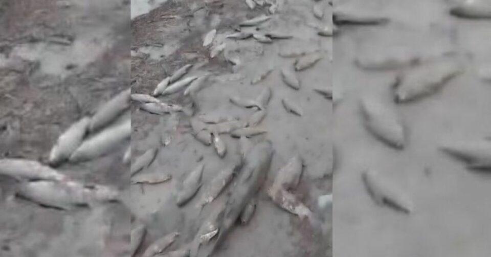 Crecida del río Pilcomayo causa mortandad masiva de peces en Chuquisaca