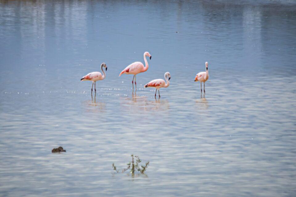 Renace la Laguna Alalay: Flamencos y Aves Migratorias Regresan