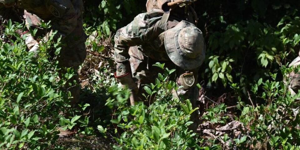 Se erradican más de 6.200 hectáreas de hojas de coca desde el inicio de este año