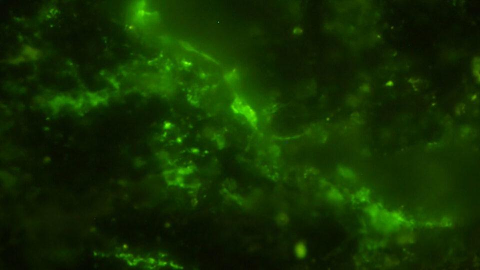 Descubren microorganismos de 2.000 millones de años en roca sudafricana, evidencia de vida microbiana más antigua