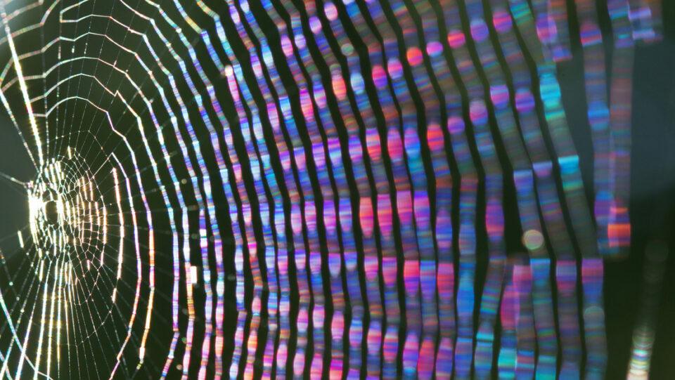 Investigadores crean seda de araña artificial para vendajes resistentes en lesiones