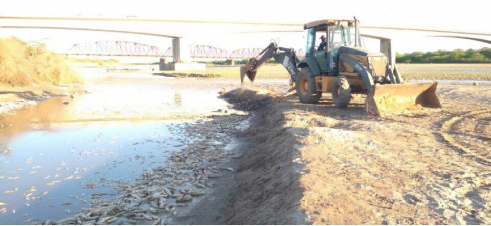 Miles de peces mueren en Villa Montes; fenómeno no visto en 12 años