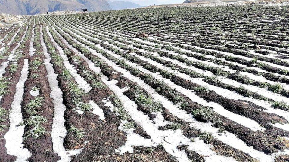 Cochabamba reporta emergencia por sequías y heladas en 20 municipios