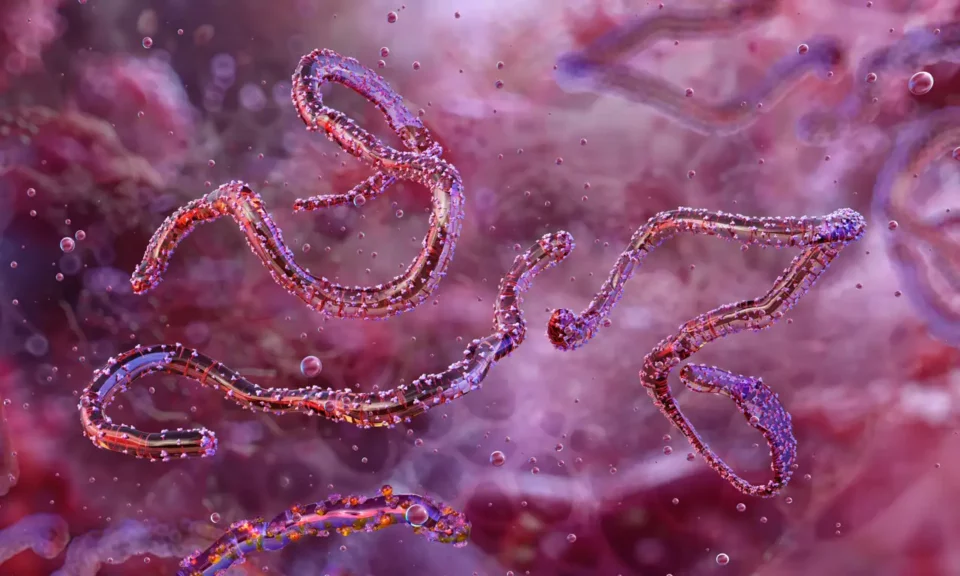 Ruanda confirma un primer brote por el virus de Marburgo: ¿qué es y cómo se contagia?