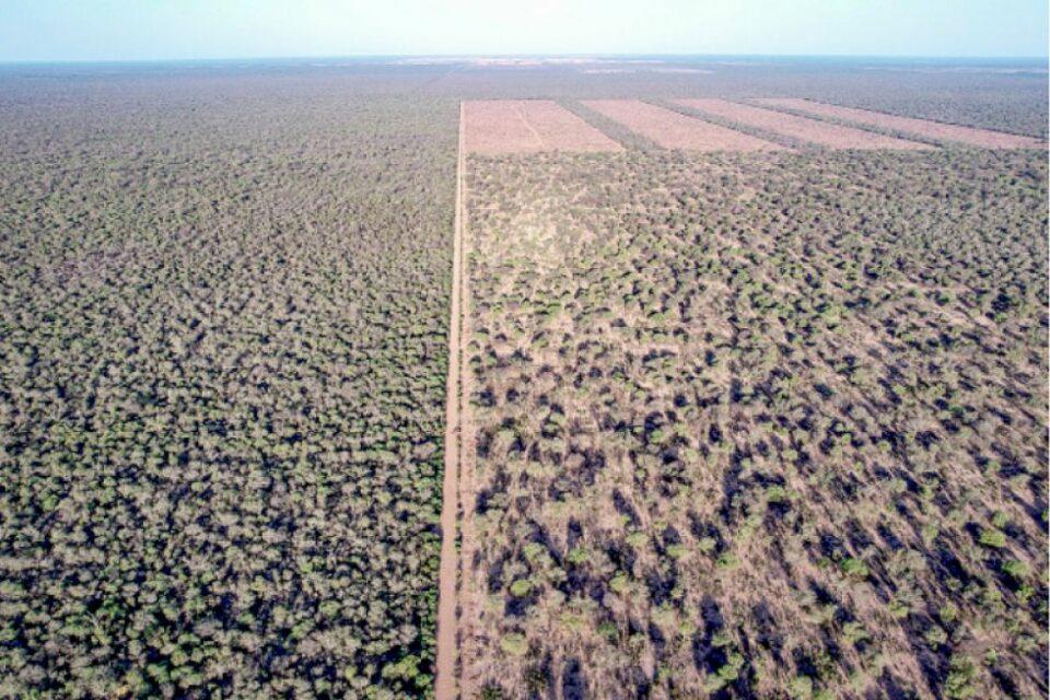 Deforestación masiva amenaza el Gran Chaco argentino