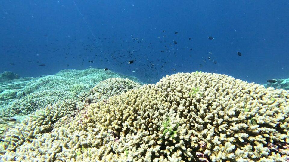 Descubren en el fondo del mar algo tan grande que se puede ver desde el espacio