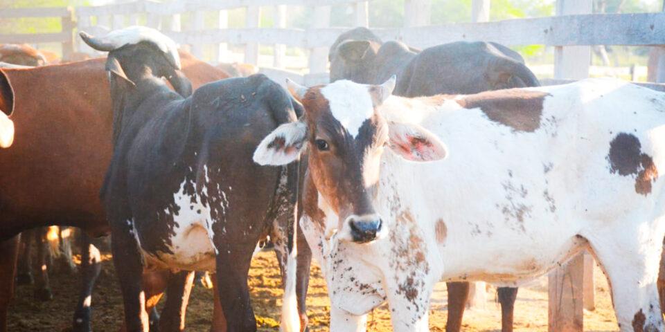 El Gobierno nacional supervisará los centros de remate de ganado