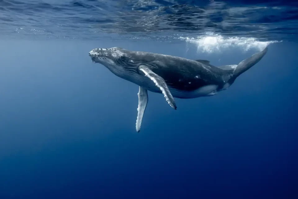 ¿Podemos hablar con las ballenas? No es tan descabellado como parece
