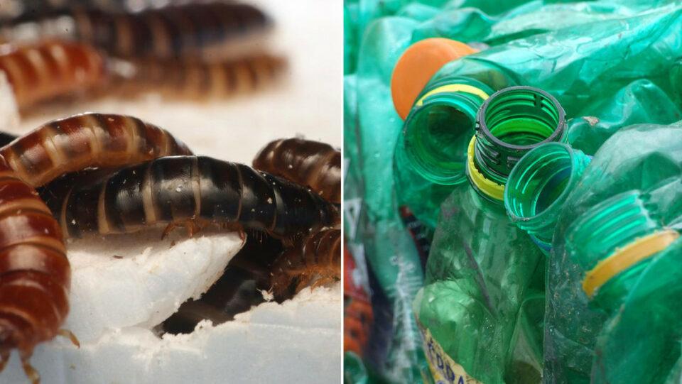 Descubren en Kenia insecto que descompone plástico