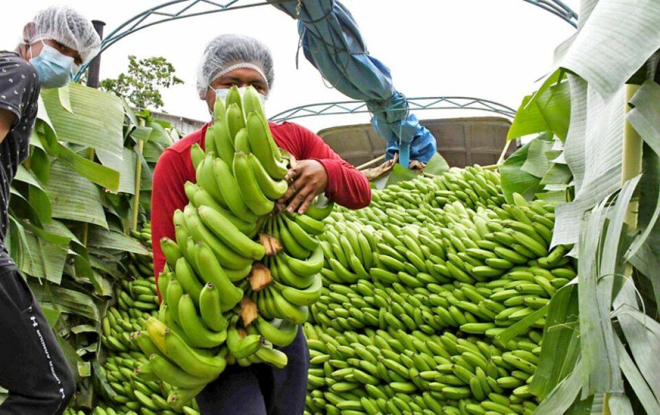 Exportaciones de banana suman $us 409 millones
