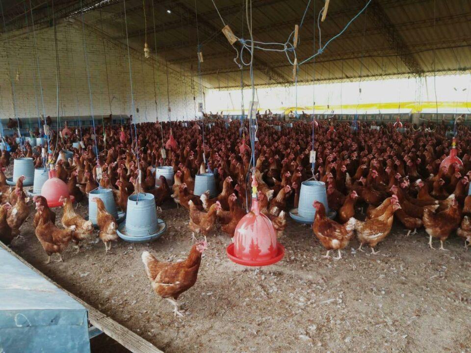 Falta de insumos y diésel afecta la cadena productiva y seguridad alimentaria, advierte ANA